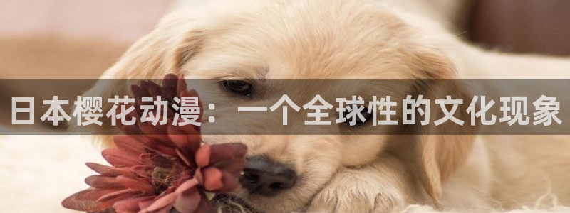omofuns：日本樱花动漫：一个全球性的文化现象